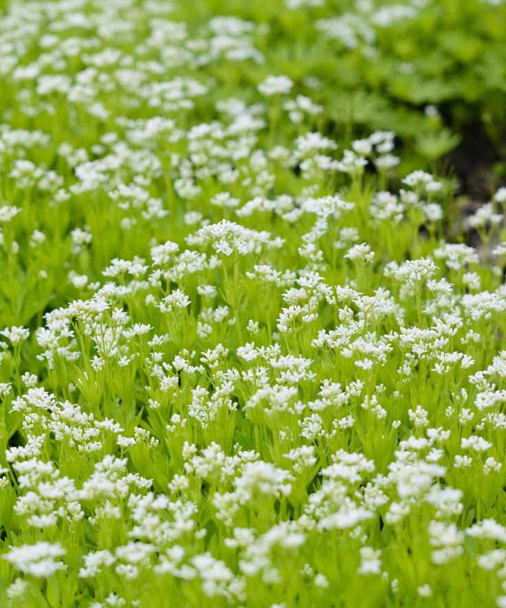 White flowers of Galium odoratum, also known as sweet woodruff