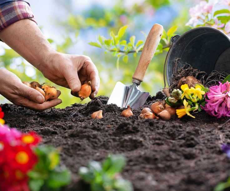 Planting spring bulbs in the garden