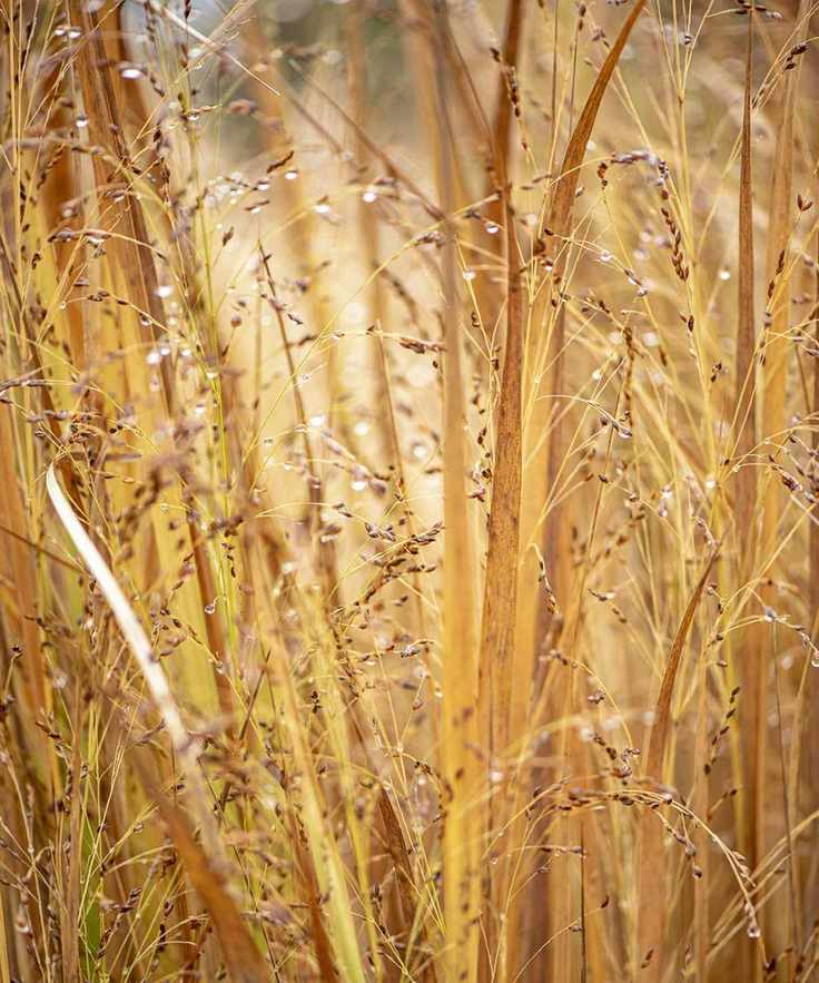 Switch grass for screening