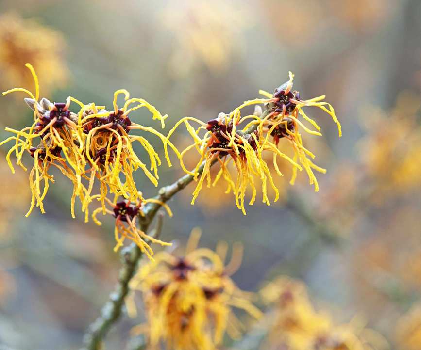 Witch hazel plant flowering in winter