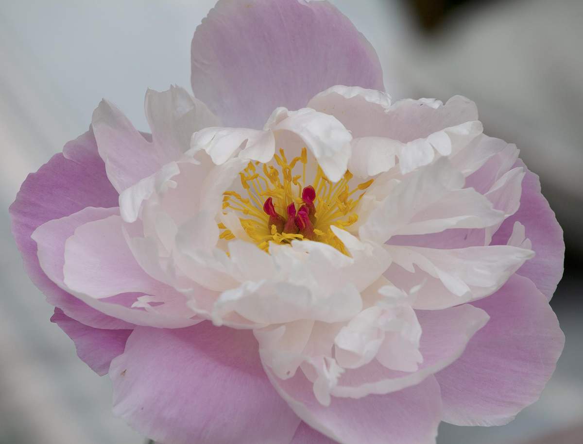 Peony flower
