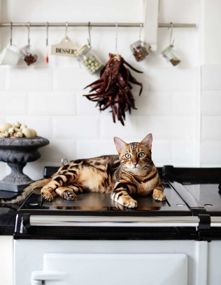 ways to use a range cooker