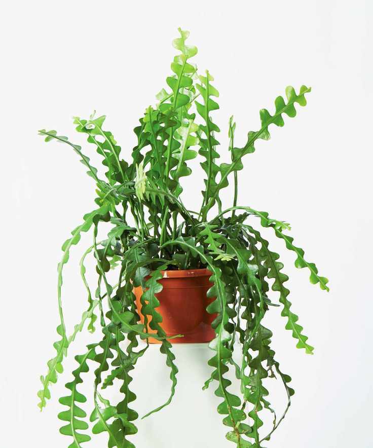 Fishbone cactus in brown pot