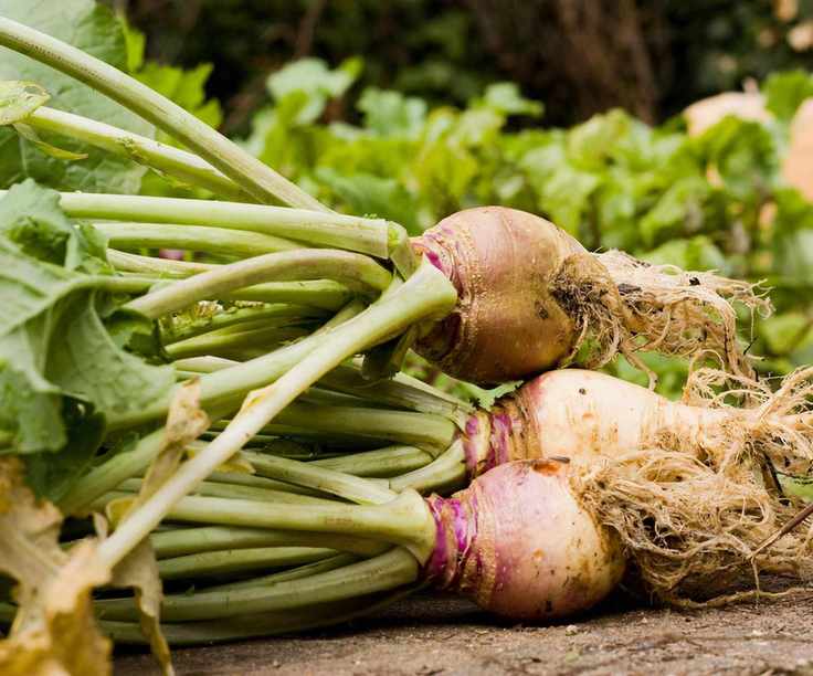 Harvested rutabaga from the vegetable garden