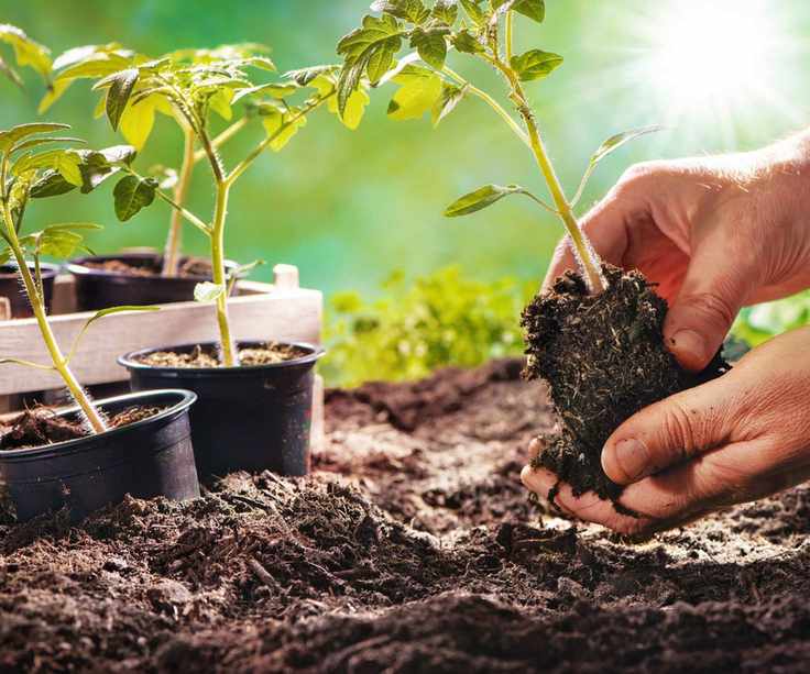Planting a tomato plant in the garden