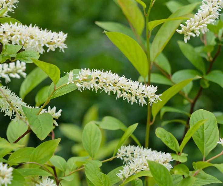 Itea virginica in flower