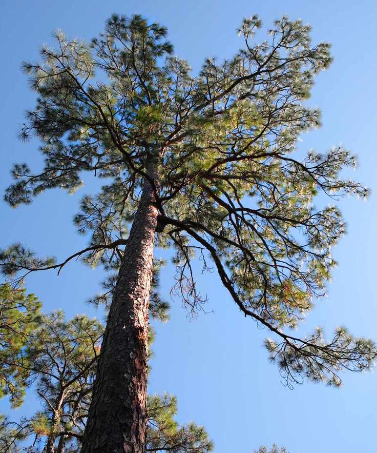 Loblolly Pine Tree Pinus Taeda on Cumberland Island Georgia USA