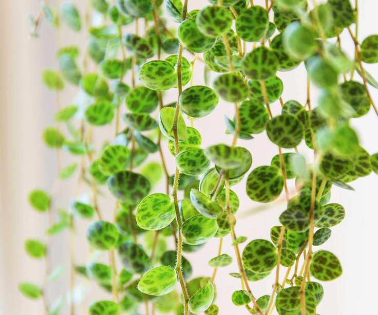 foliage of string of turtles