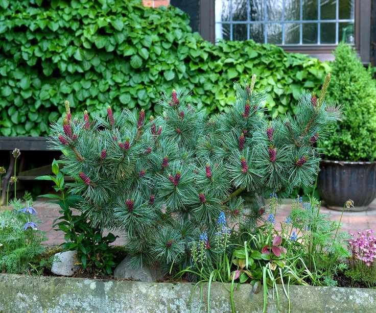 Pinus parviflora 'Negishi'