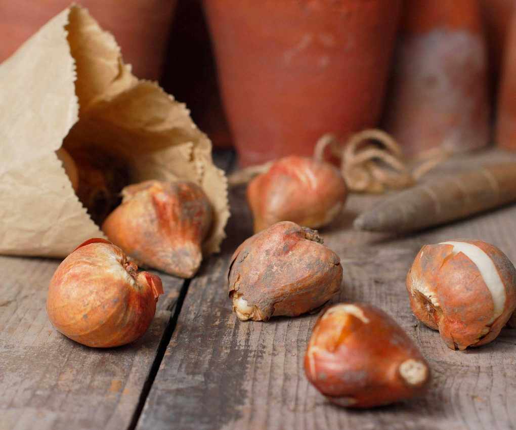 tulip bulbs