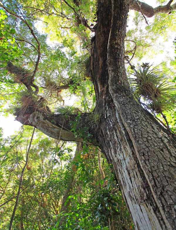 Swietenia mahagoni American mahogany tree