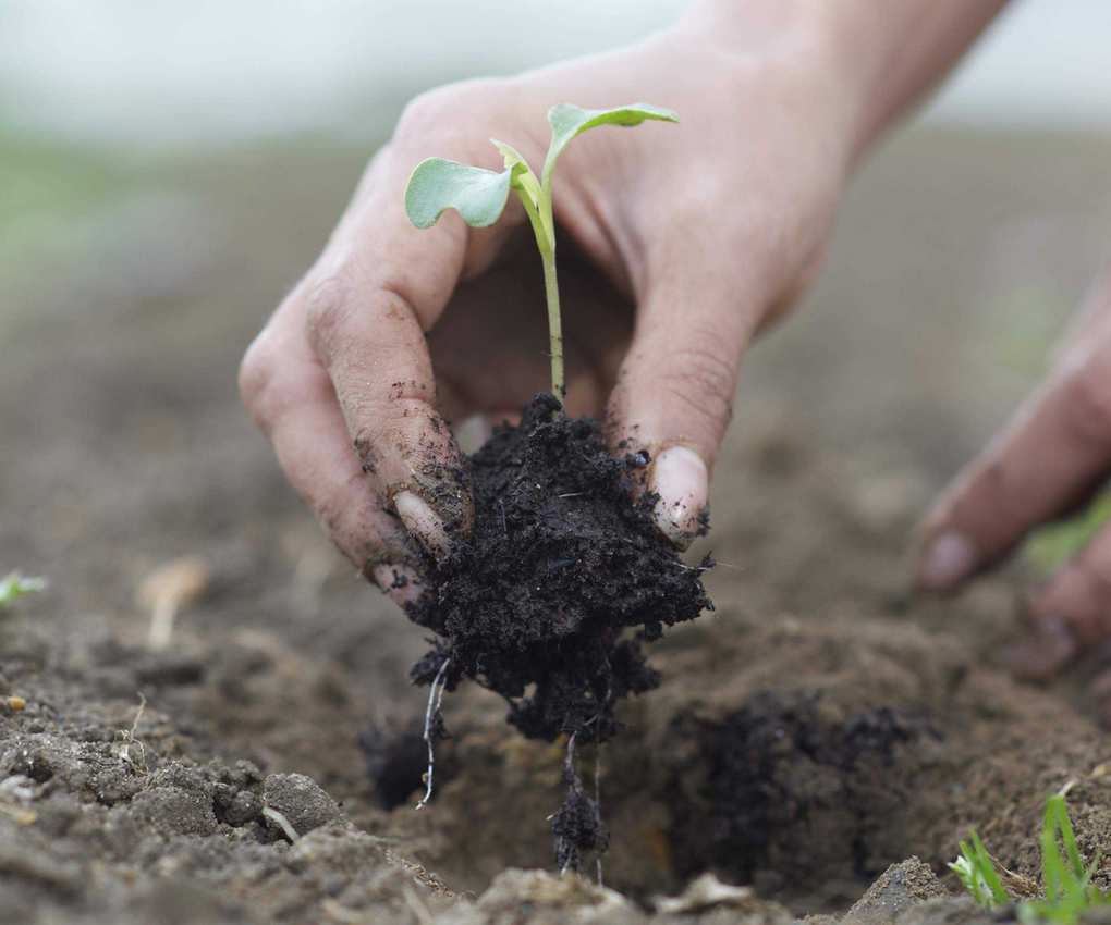 Planting brassica seedlings into the garden