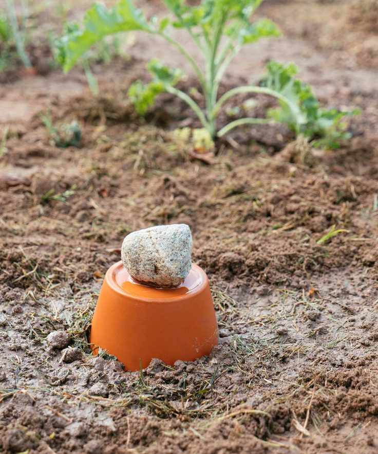 A clay pot irrigation system