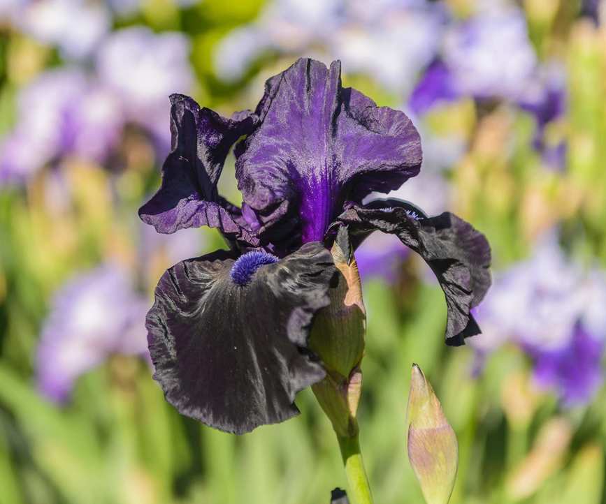 bearded iris Ghost Train flowering in summer
