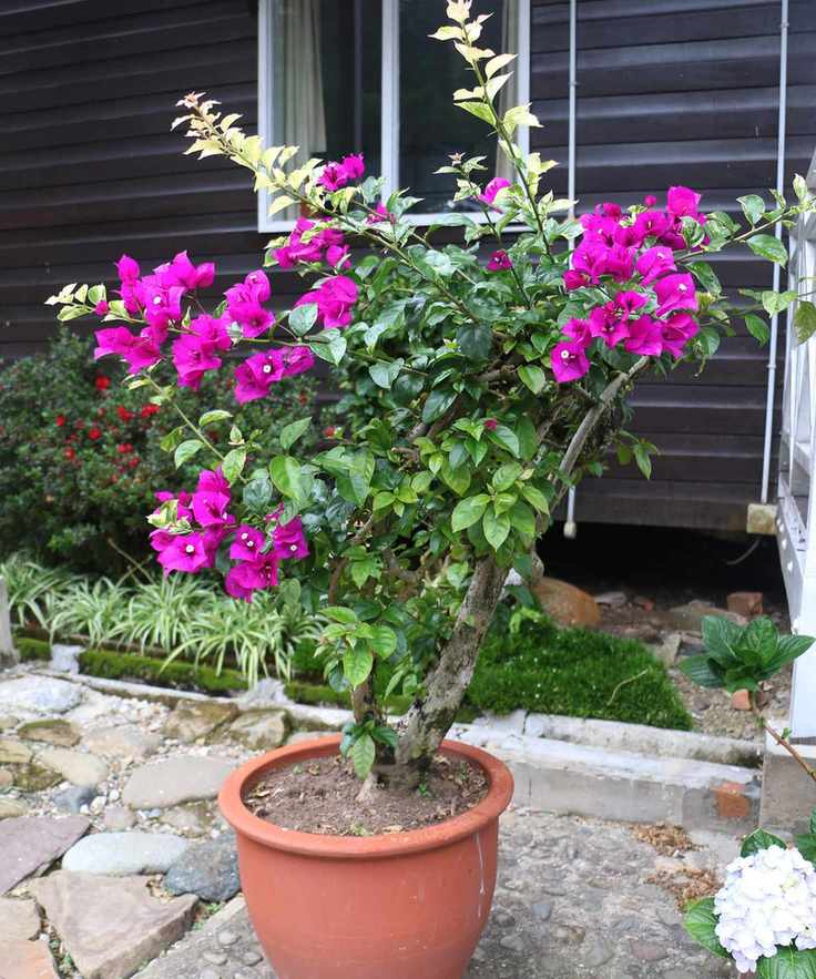 Pink bougainvillea growing in a pot