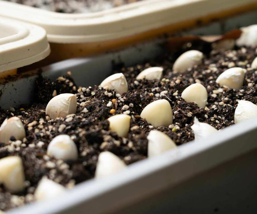 Garlic cloves planted in an indoor trough