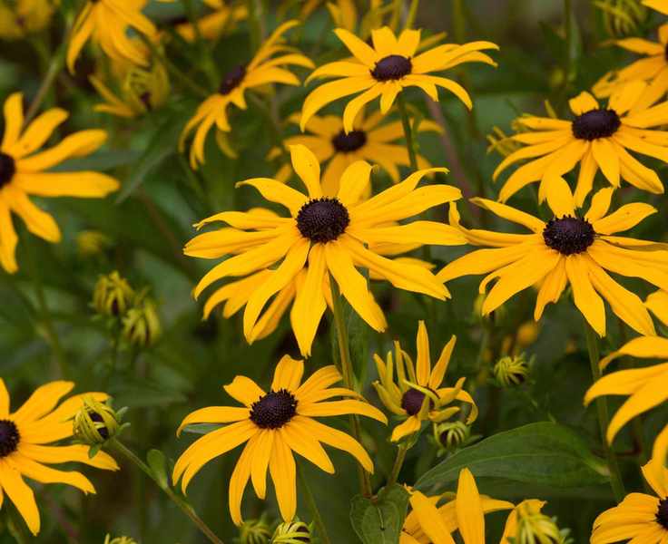 yellow rudbeckia flowers
