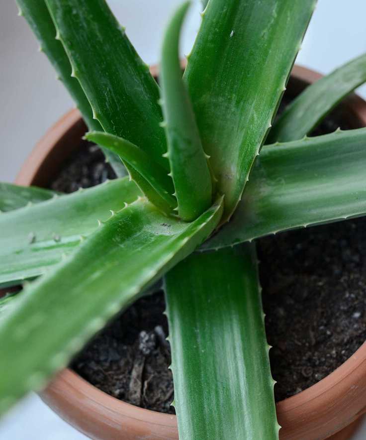 aloe vera in pot