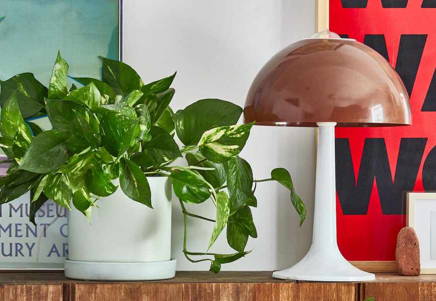 Devil's ivy / Golden Pothos from The Sill