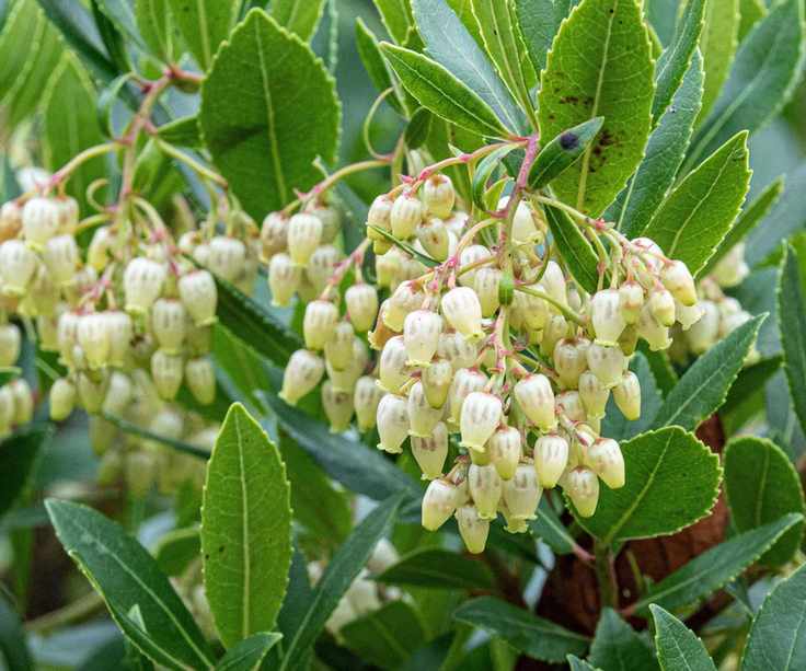 strawberry tree flowers
