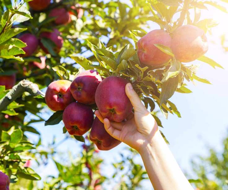 Harvesting apples from an apple tree in the sunshine