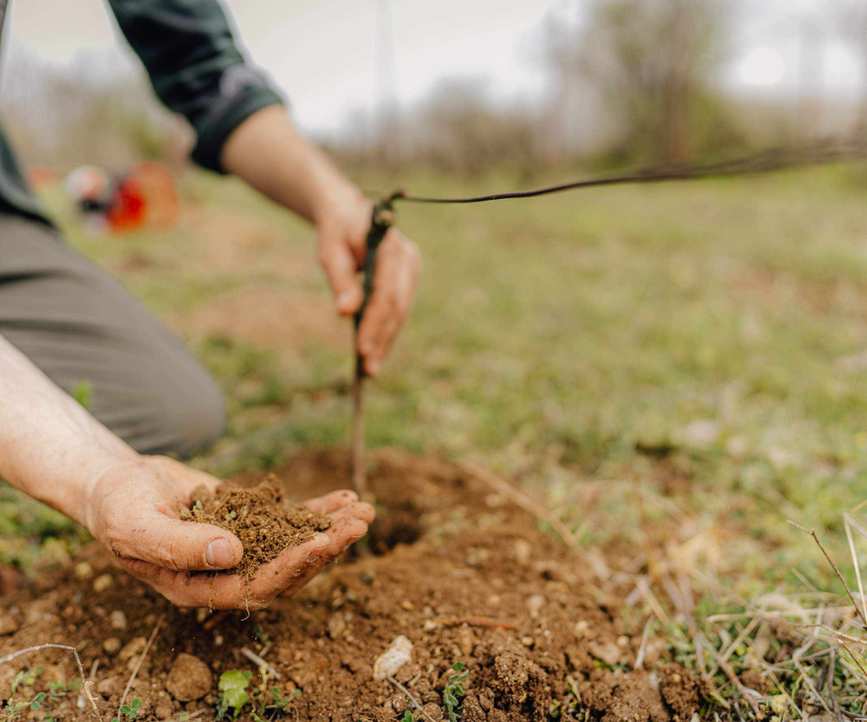 Planting grape vines in the ground