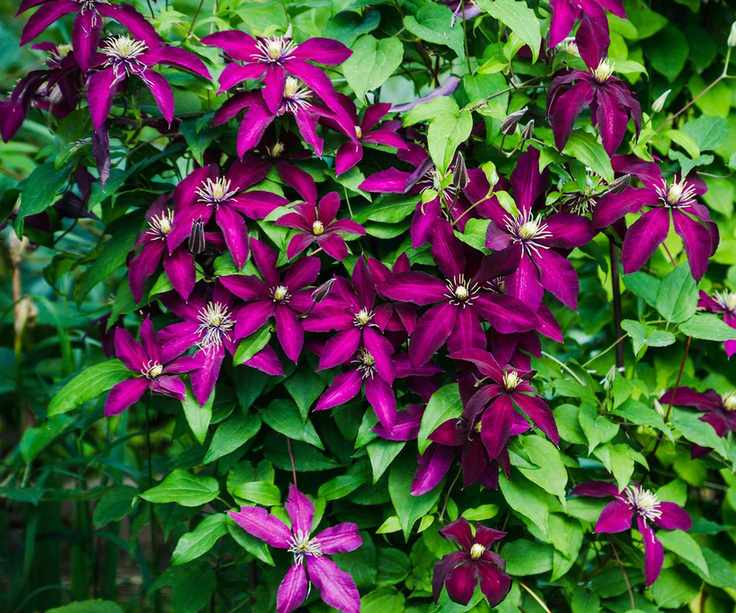 deep purple blooming clematis "Niobe" in the garden