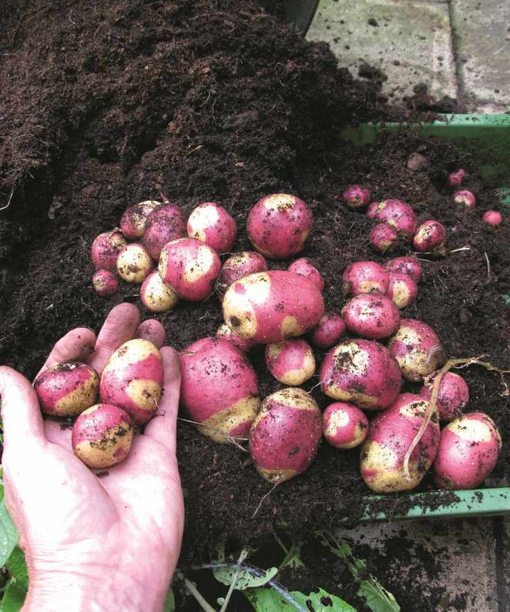 Harvesting apache potatoes