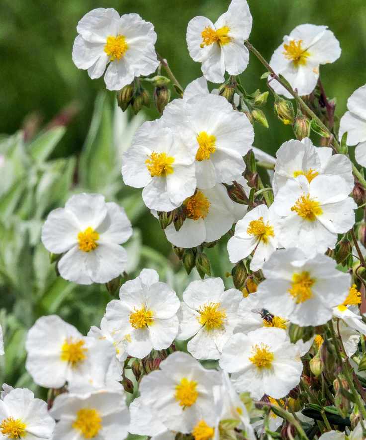 White rock rose, also known as Helianthemum apenninum