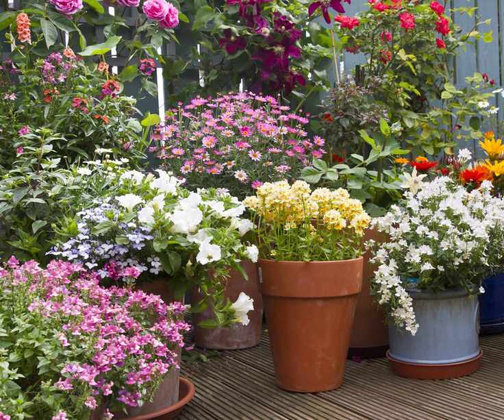 Flowers to plant if you rent