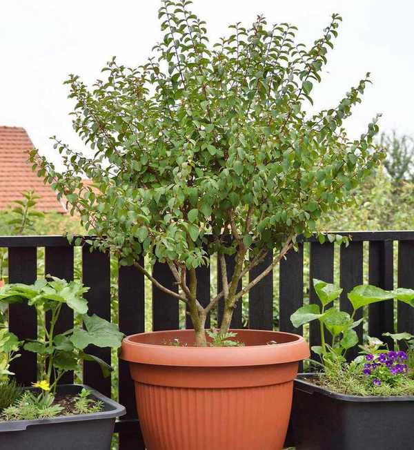 crepe myrtle in pot