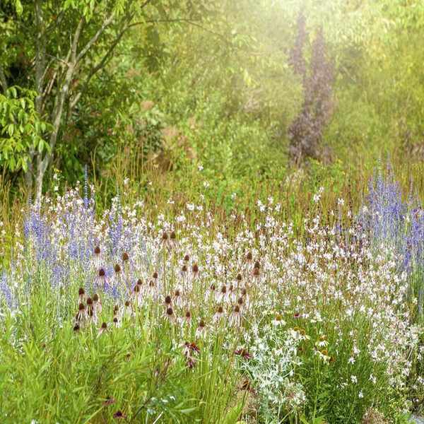Gaura, Beeblossom, Wand flower
