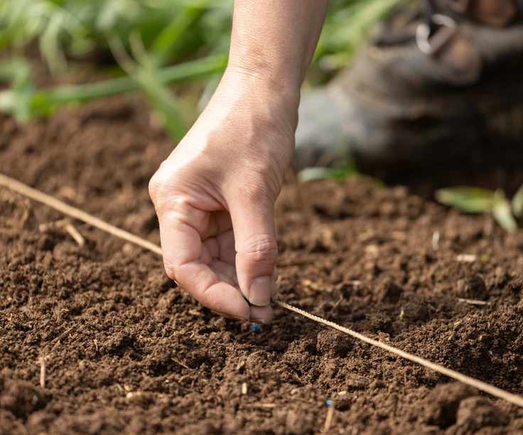 A hand sowing vegetable seeds directly into the soil