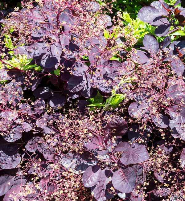Black foliage of cotinus shrub, also known as smoke bush
