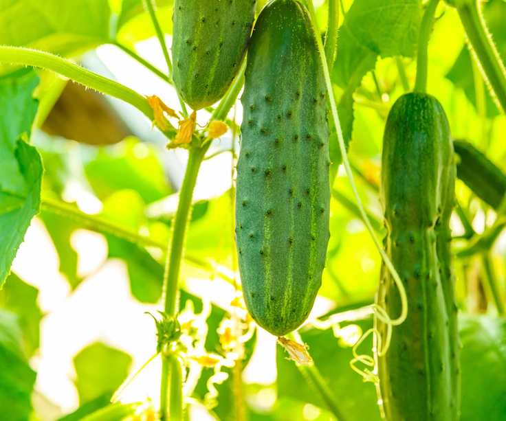 Cucumber