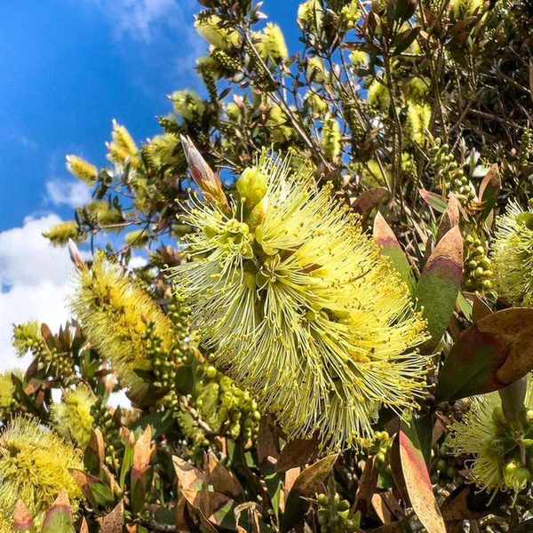 Yellow bottlebrush shrub