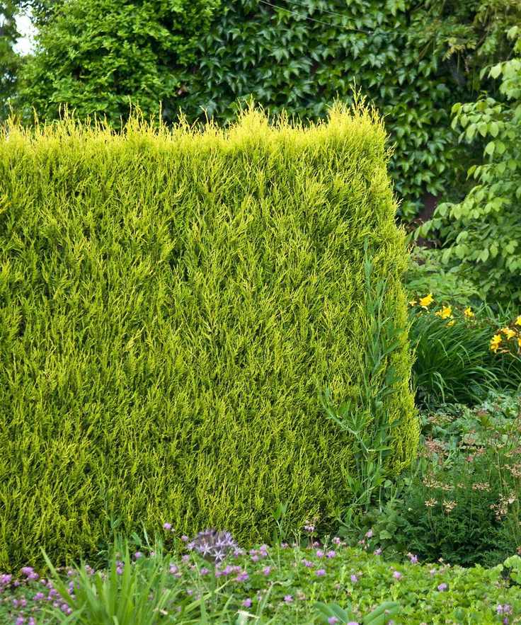 leyland cypress hedge