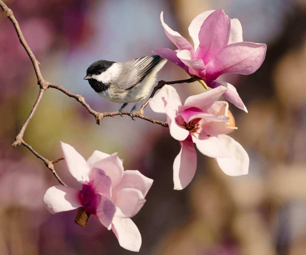 Magnolia tree with bird on the branch