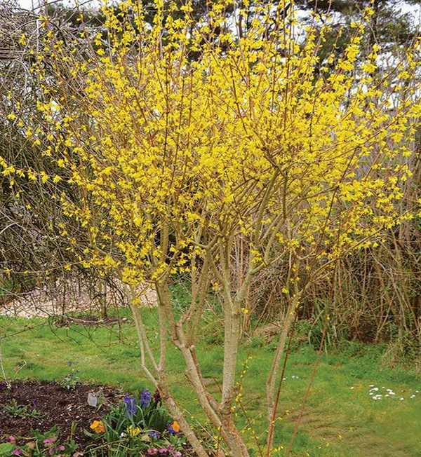 A forsythia shrub in full bloom in a spring garden