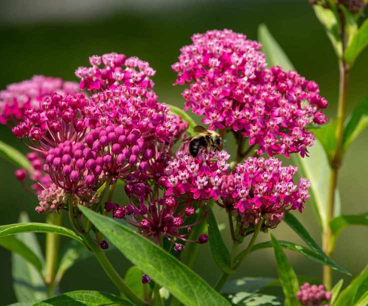 Asclepias incarnata (swamp milkweed) close up with a bee feeding