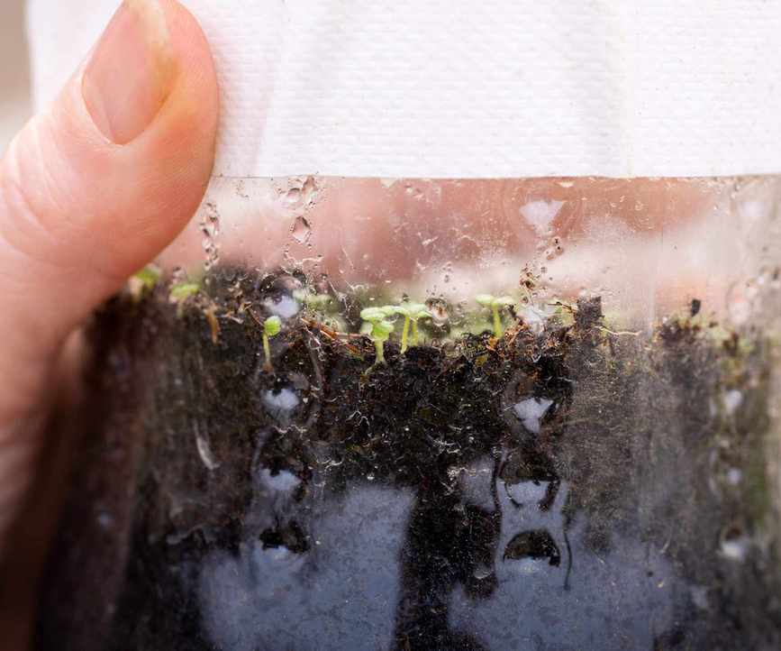 Seeds germinating after a period of cold stratification