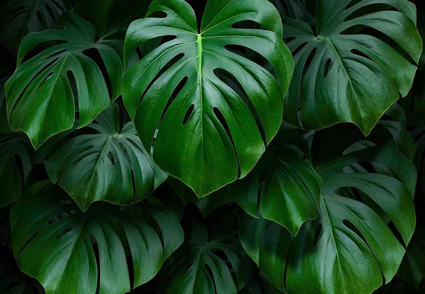 Is Your Monstera Drooping? 5 Common Causes and How to Fix Them