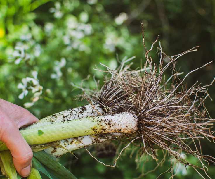Harvesting leeks in the garden