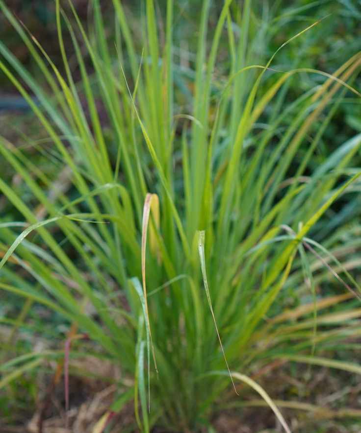 Lemon grass