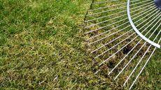 A spring-tine lawn rake is being used to remove thatch from the grass