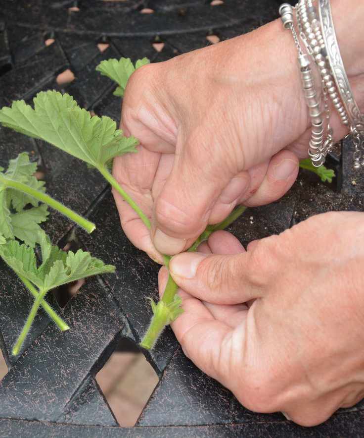 Removing lowest leaves from a pelargonium cutting
