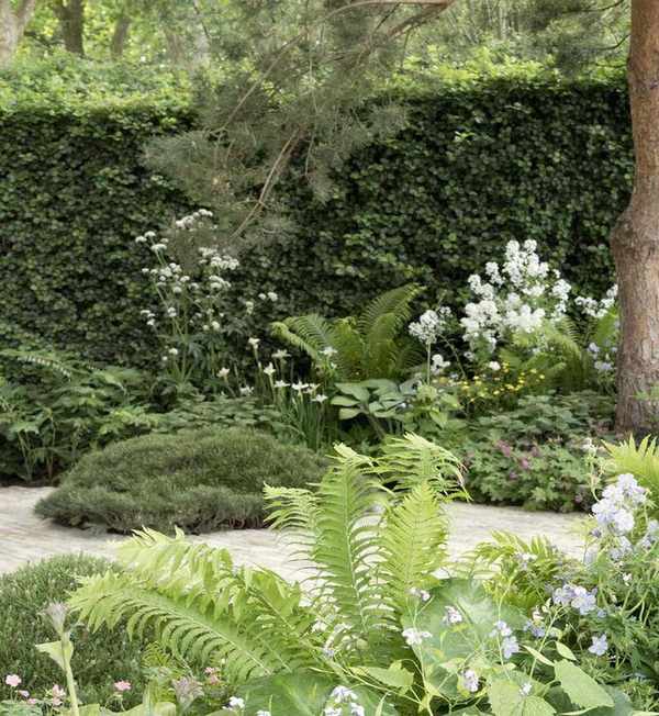 hedge and other screening plants