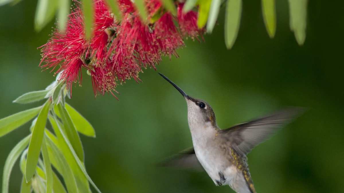Common Bottlebrush Tree Issues and Solutions for a Thriving Garden