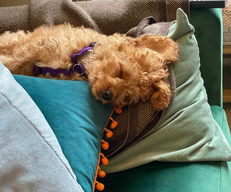 A dog on sofa cushions with a blanket behind it
