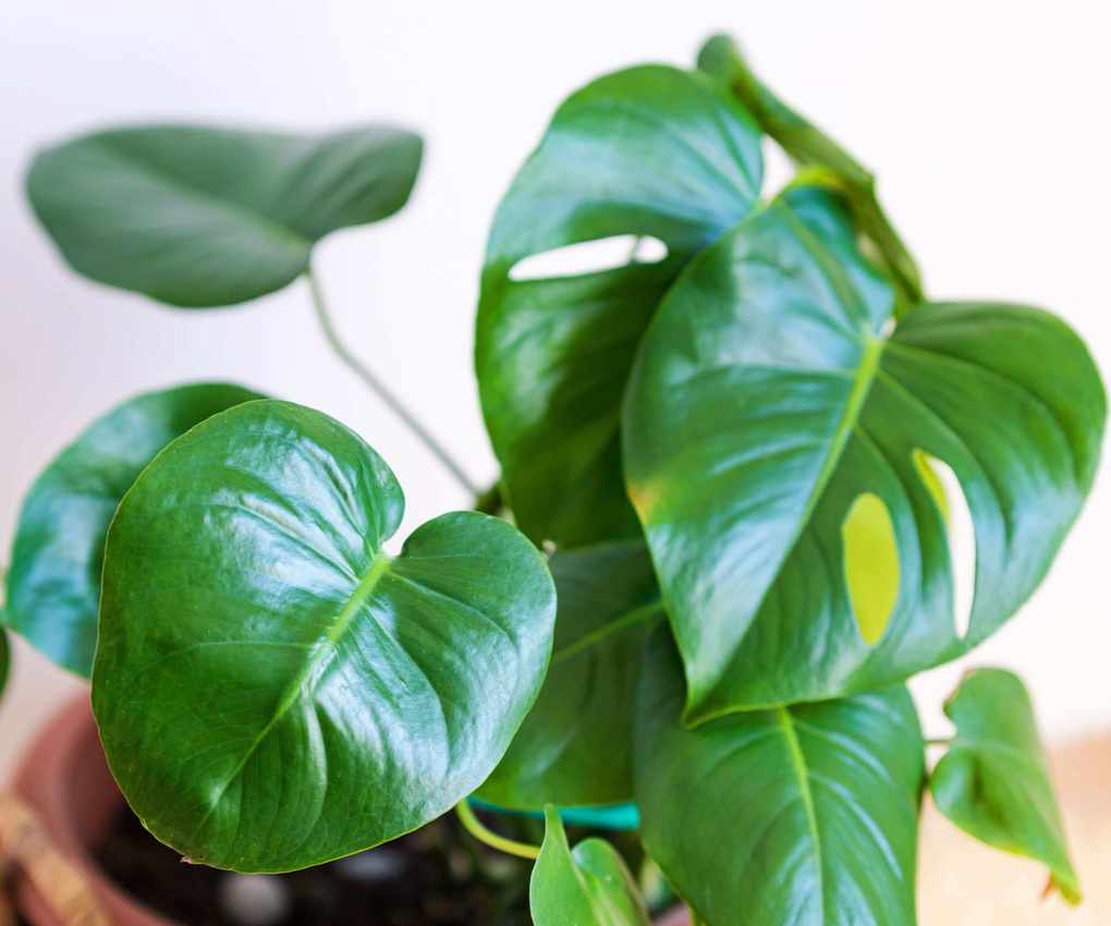 A green monstera plant with large leaves